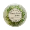 Watteh Greens Mustard Microgreen 25 gm